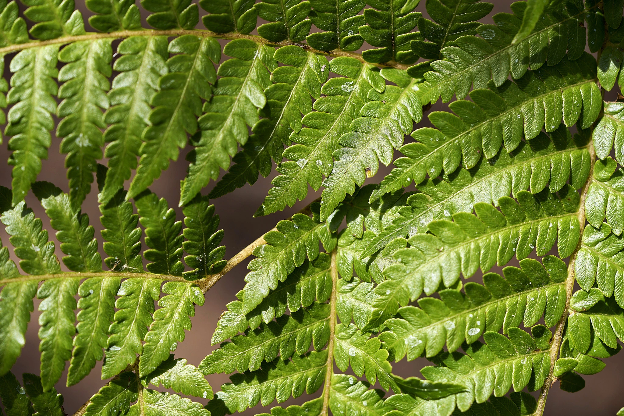 El jardín de los helechos