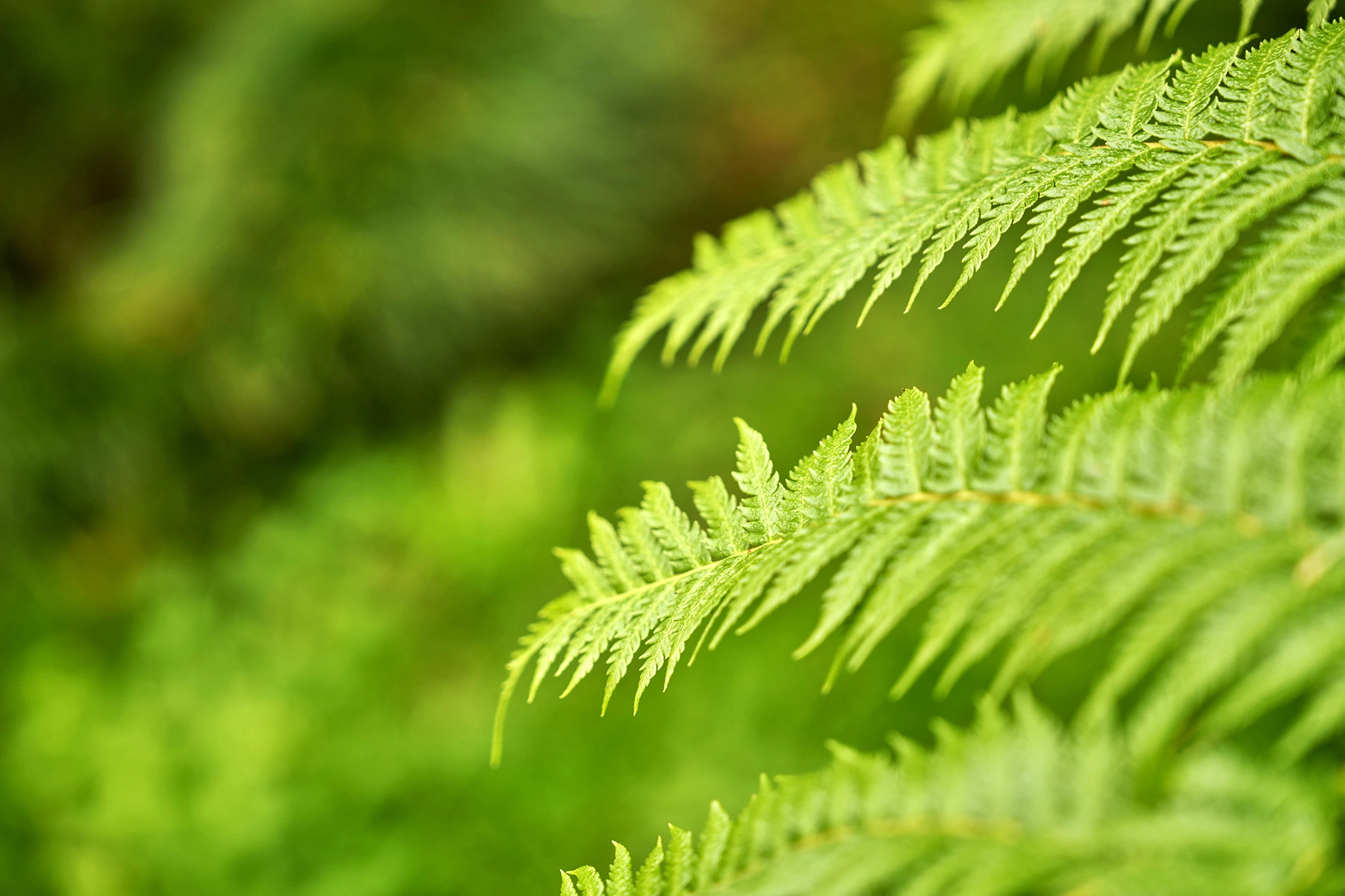 El jardín de los helechos