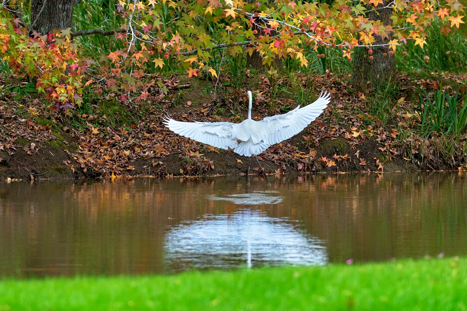 Una garza blanca abre las alas junto al agua