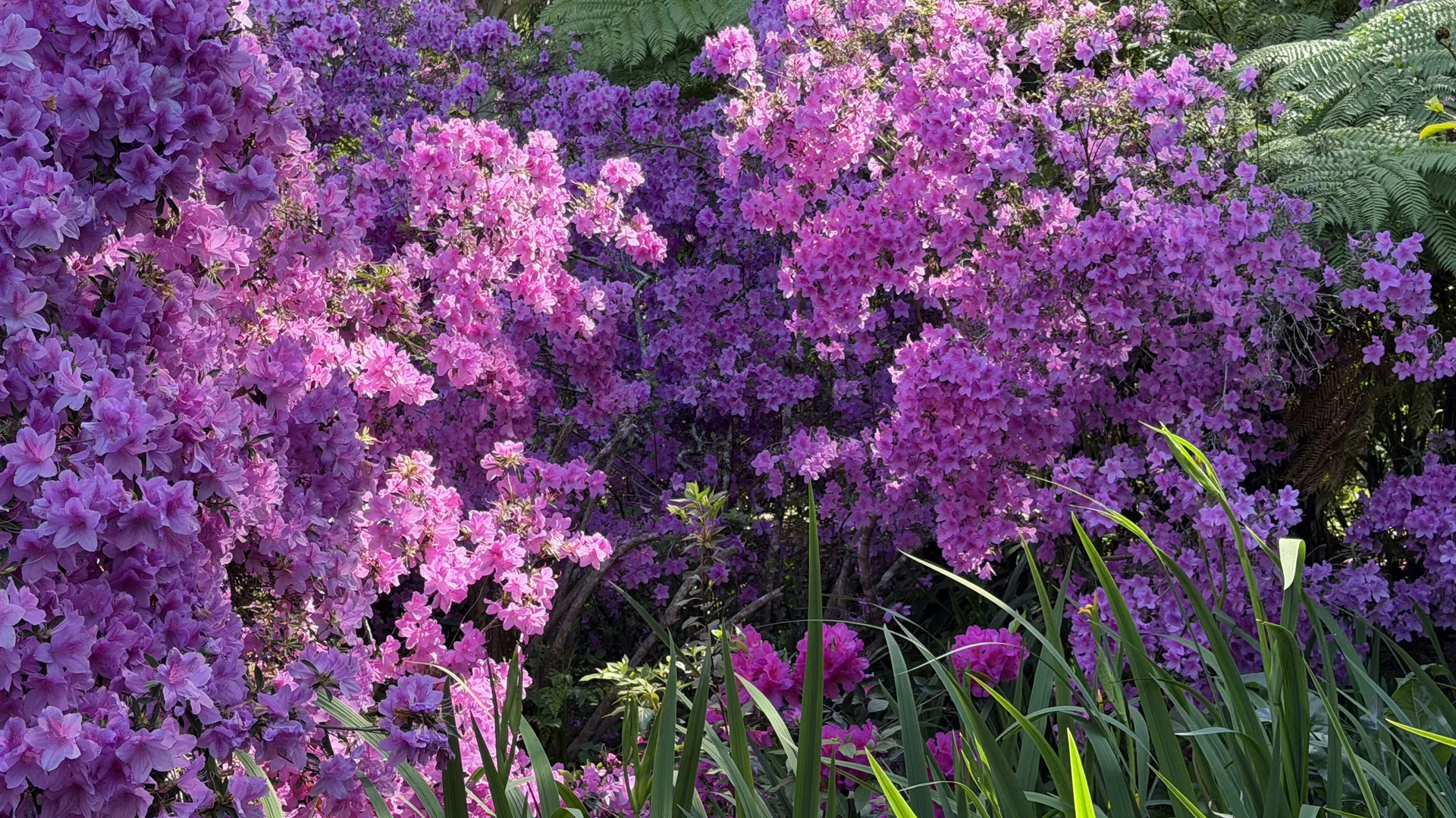 Jardín de las azaleas