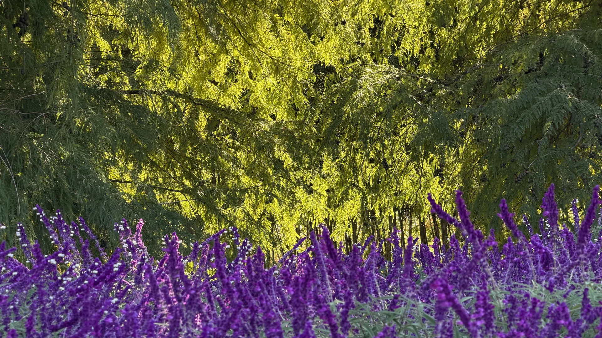 Floraciones junto al agua